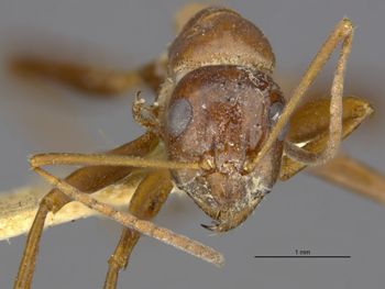 Media type: image;   Entomology 28103 Aspect: head frontal view